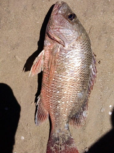 Mangrove Red Snapper