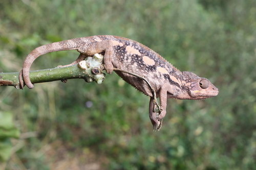 Panther Chameleon