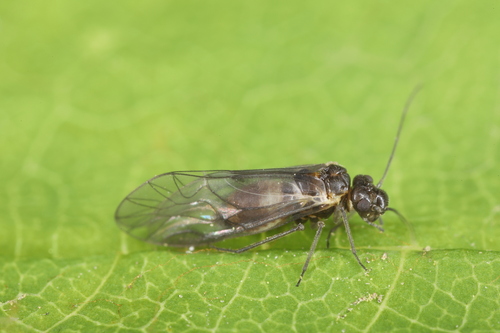 Elipsocus hyalinus (Stephens, 1836)