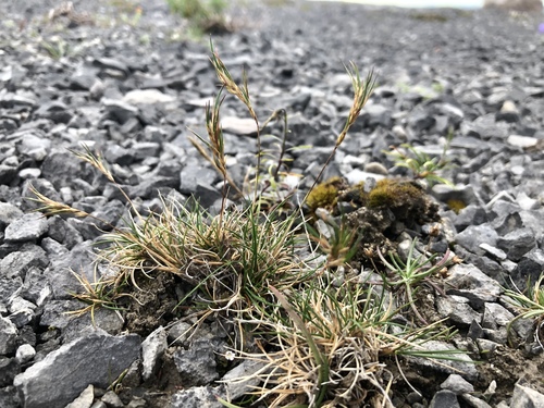 Festuca prolifera