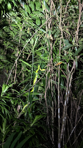Southern Green Python sighting