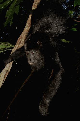 Yucatán Black Howler Monkey