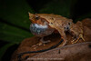 Narrow-mouthed Horned Toad - Photo (c) Artur Tomaszek, all rights reserved, uploaded by Artur Tomaszek