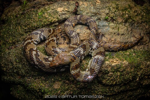Asiatic Water Snake