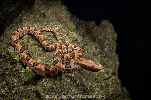Brown spotted pitviper