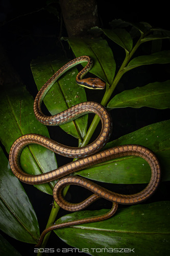 Vietnamese Bronzeback