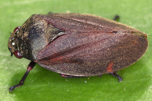 Zulia vilior