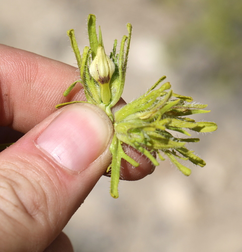 Cordylanthus rigidus ssp. rigidus