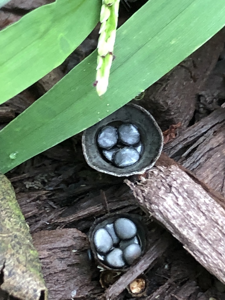 dungloving bird's nest fungus in August 2019 by Malcolm Kurtz · iNaturalist