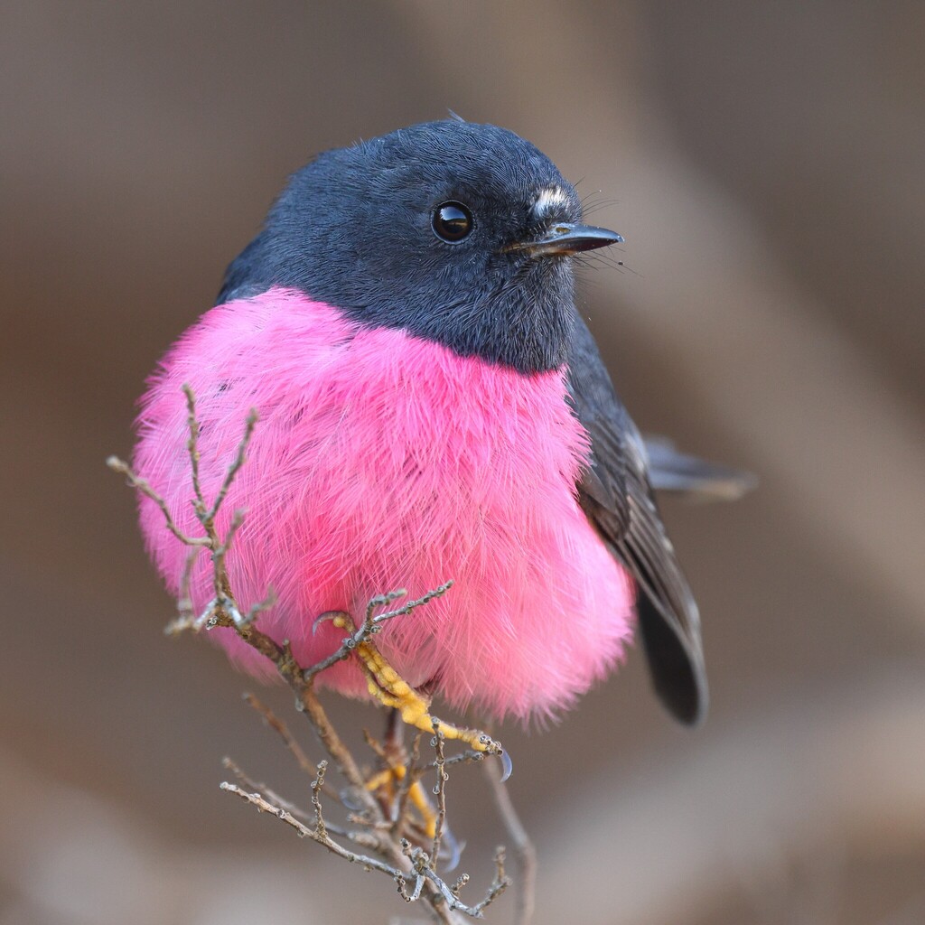 Pink Robin photo