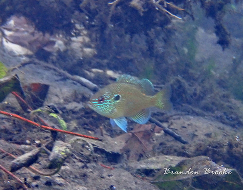 Dollar Sunfish