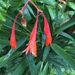 Begonia fuchsiiflora - Photo (c) Адриан Франко, כל הזכויות שמורות, הועלה על ידי Адриан Франко