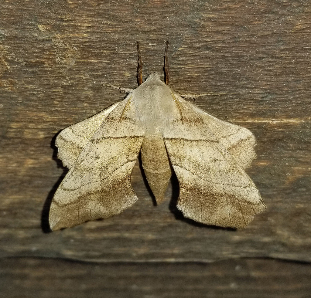 Walnut Sphinx from Fentress County, TN, USA on April 28, 2025 at 08:19 ...