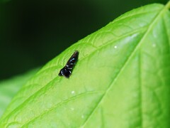 Strobisia proserpinella