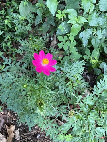 Cosmos caudatus image