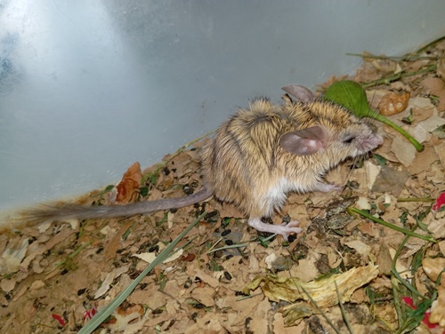 Kerman Brush-tailed Mouse (Calomyscus kermanensis) — Data Deficient Mammalia