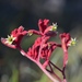 Red Kangaroo Paw - Photo (c) Suzanne and Jim, all rights reserved, uploaded by Suzanne and Jim