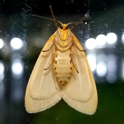 Delicate Cycnia Moth