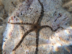 Ophioderma longicauda image