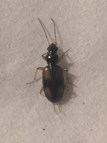 Bembidion fluviatile