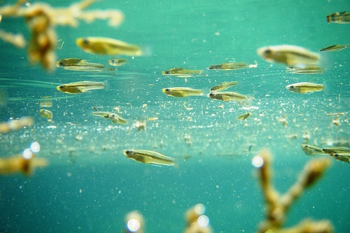 Cuatro Cienegas Shiner