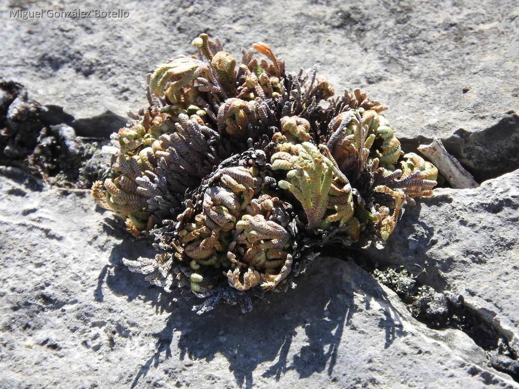 thumbnail image 2 of Resurrection Plant - Wikipedia 2 of 9