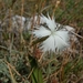 Dianthus plumarius lumnitzeri - Photo (c) Heizler Balázs, todos los derechos reservados, subido por Heizler Balázs
