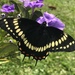 Papilio scamander grayi - Photo (c) Maristela Zamoner, todos los derechos reservados, subido por Maristela Zamoner
