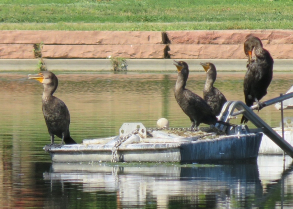 Doublecrested Cormorant from Washington Park West, Denver, CO, USA on