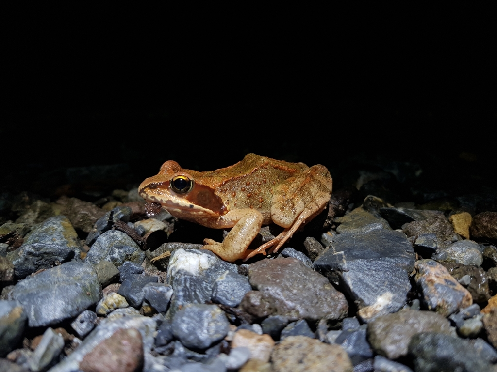 Ezo Red Frog (Rana pirica)