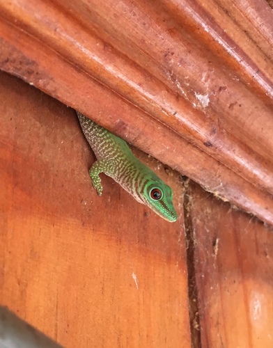Koch's Giant Day Gecko