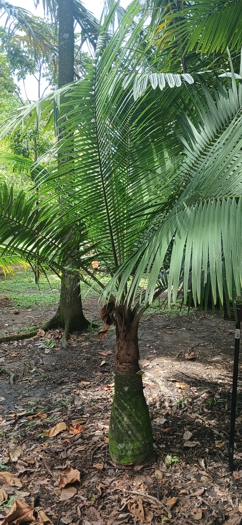 Ravenea rivularis