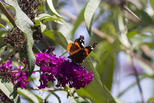 iNaturalist observation photo of Red Admiral