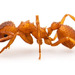 Trachymyrmex turrifex - Photo (c) 109160838219006874574, all rights reserved, uploaded by 109160838219006874574