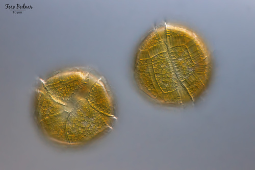 Peridinium