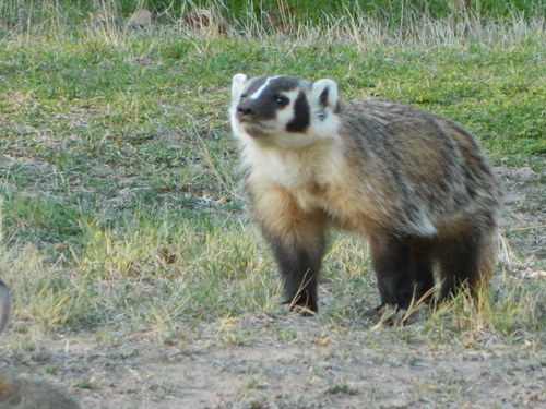 American Badger