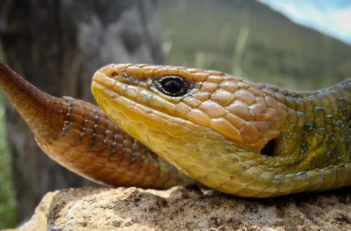 Northern Imbricate Alligator Lizard