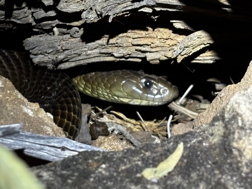 Mulga Snake sighting