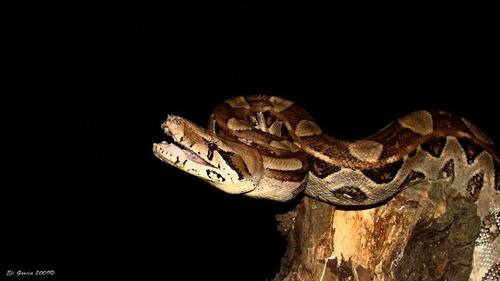 Central American Boa
