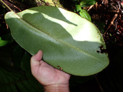 Elaphoglossum crinitum