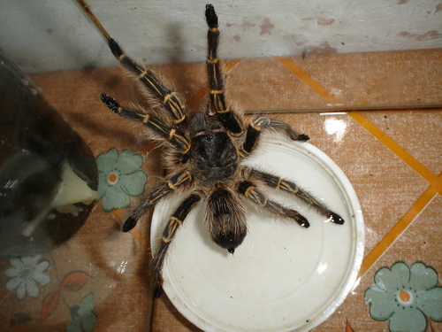 Chaco Golden knee Tarantula Grammostola pulchripes iNaturalist