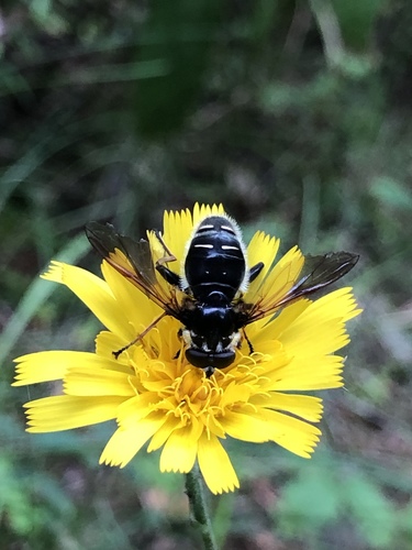 Narrow-banded Pond Fly