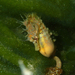 Observation photo