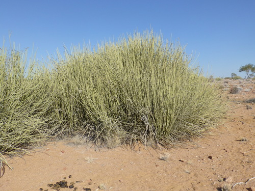 Euphorbia damarana L.C.Leach
