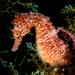 Observation photo
