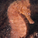 Observation photo