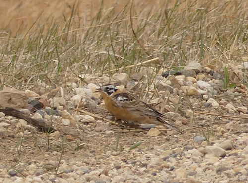 Smith's Longspur