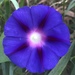 紫花牽牛 - Photo (c) rmjf95，保留所有權利