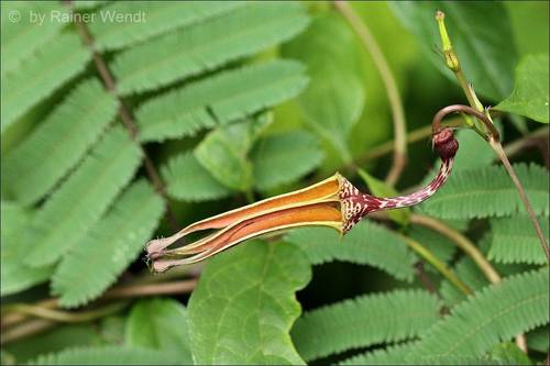 Ceropegia peulhorum