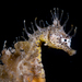 Observation photo